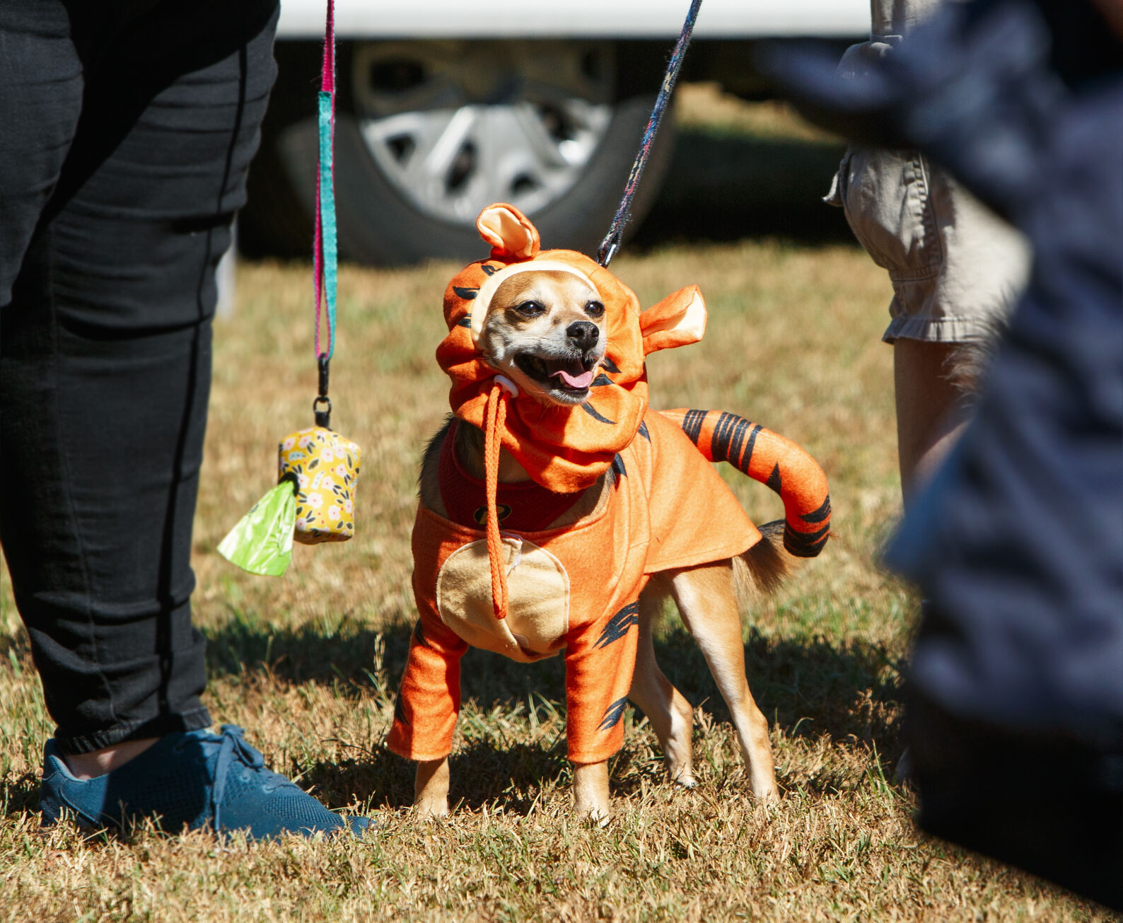WSM Dogmore16 102322.jpg